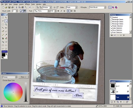 A composite of cat and Polaroid photos created in Paint.NET 2.5